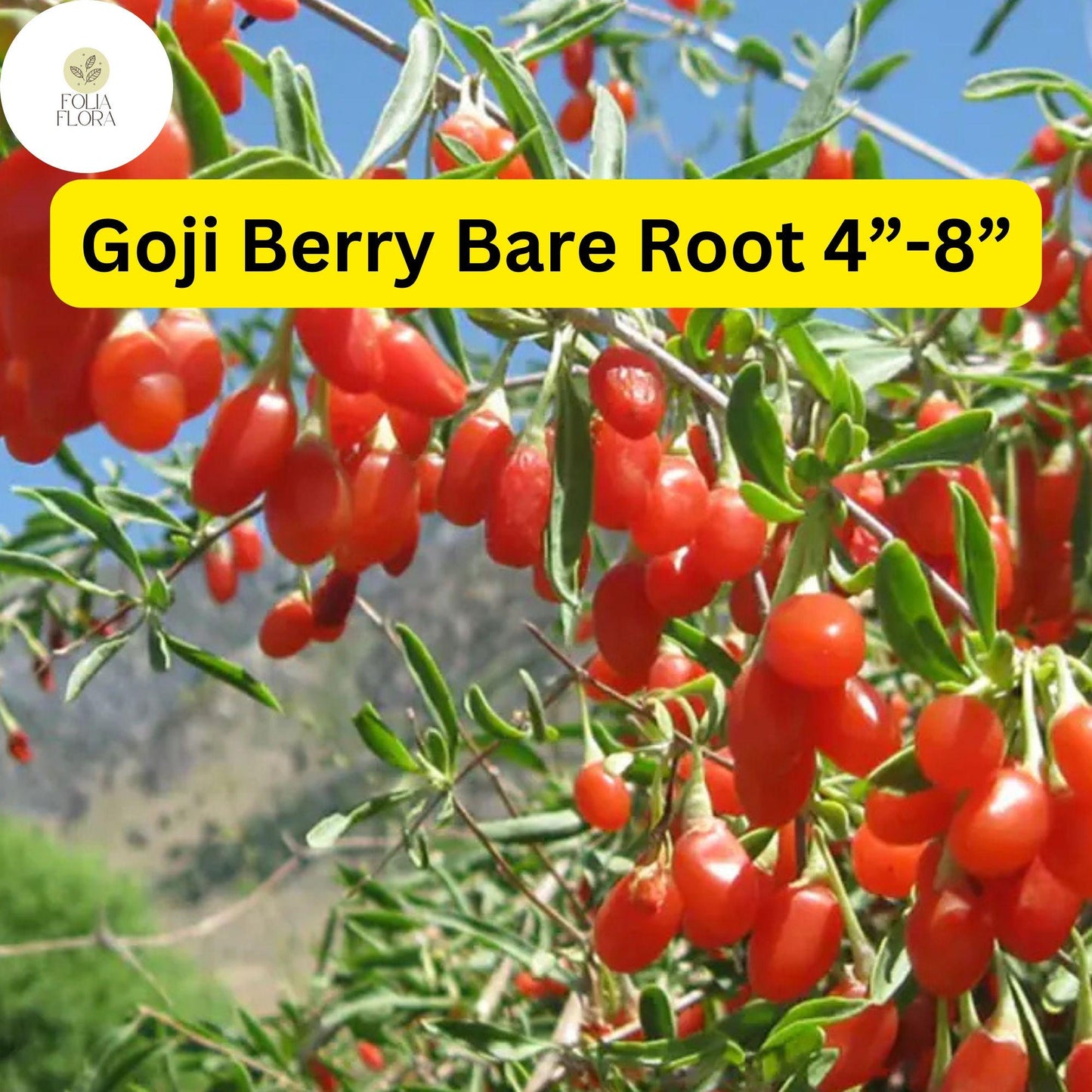 3 Bare Root Live Plants Goji Berry (Lycium barbarum) 4”-8” Ready to Plant