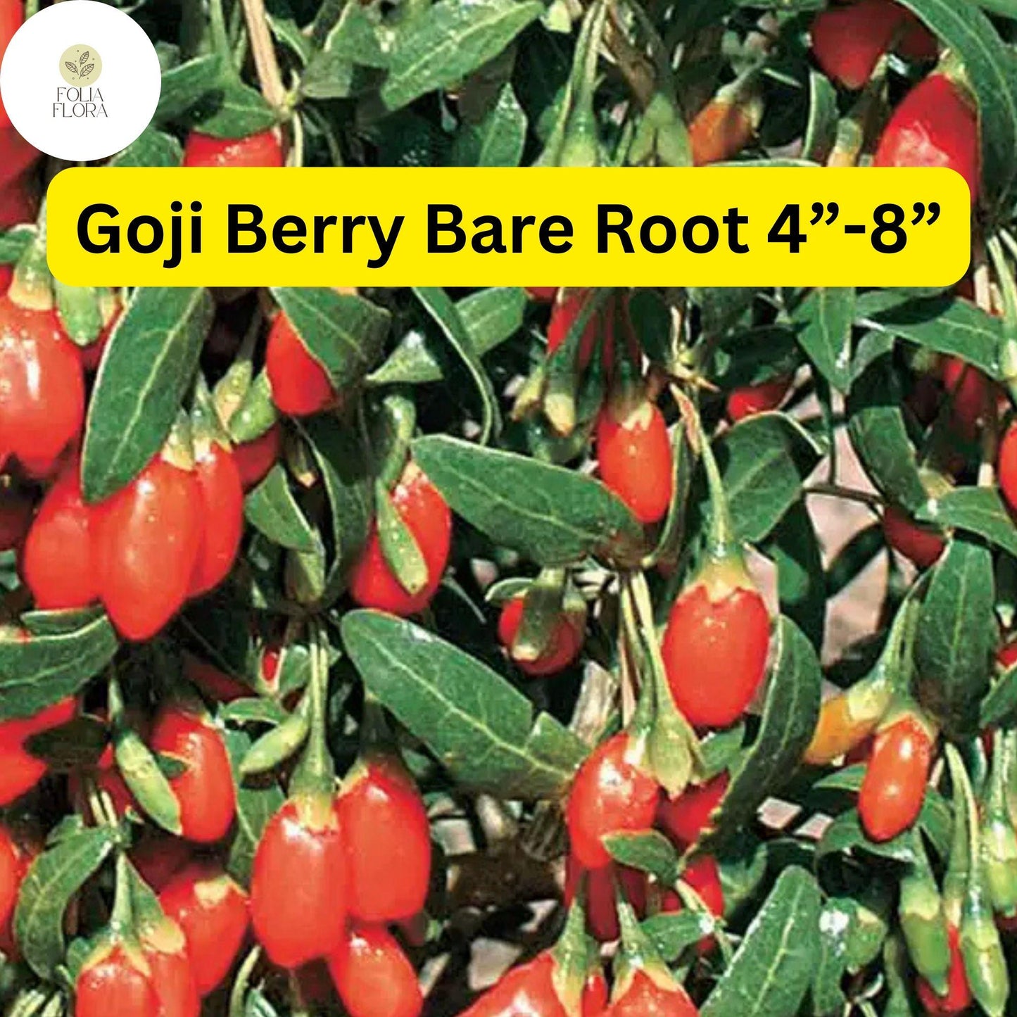 3 Bare Root Live Plants Goji Berry (Lycium barbarum) 4”-8” Ready to Plant