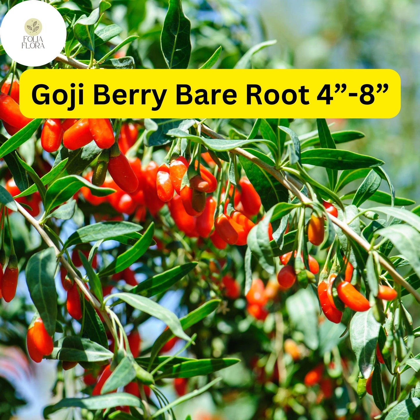 3 Bare Root Live Plants Goji Berry (Lycium barbarum) 4”-8” Ready to Plant