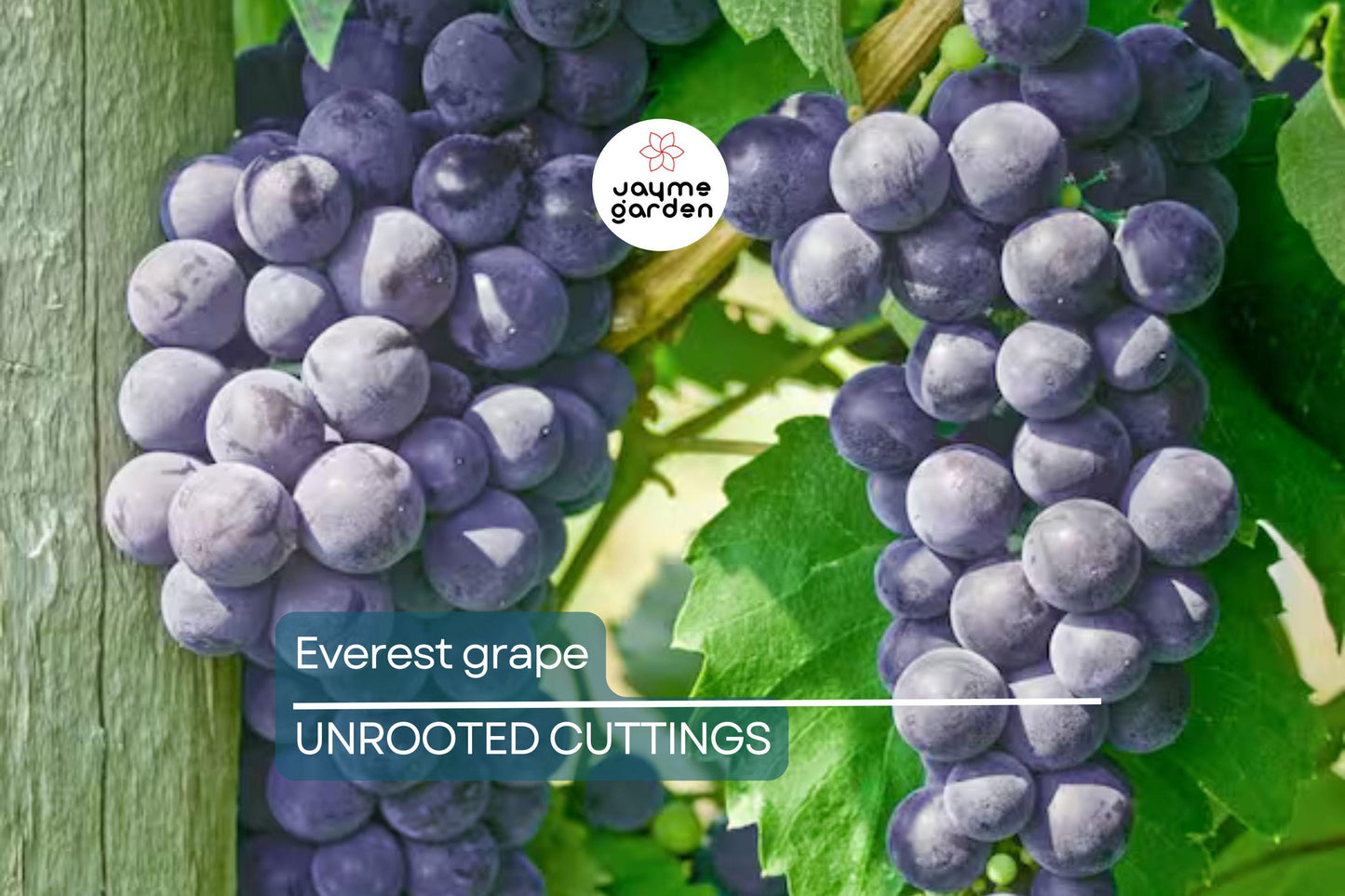 Everest Grape - 4 Healthy Cuttings (2-3 Nodes) for Easy Grafting or Rooting | Seedless Table Grape, Large Blue Berries