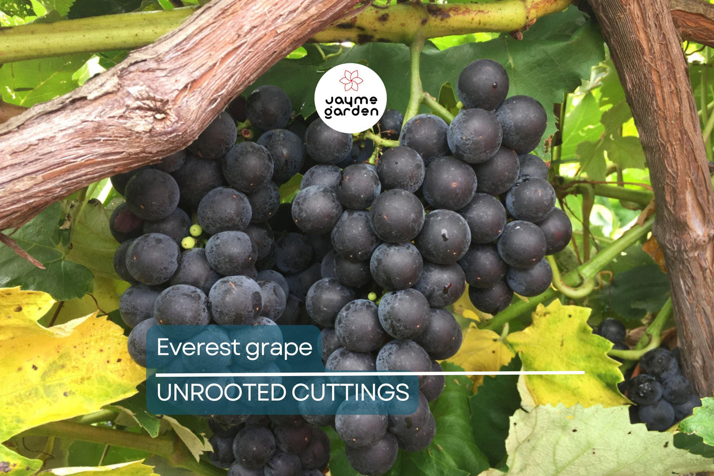Everest Grape - 4 Healthy Cuttings (2-3 Nodes) for Easy Grafting or Rooting | Seedless Table Grape, Large Blue Berries