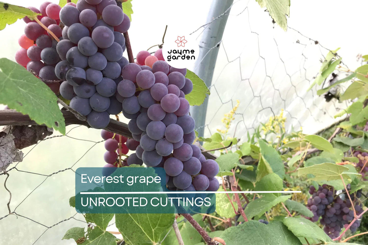 Everest Grape - 4 Healthy Cuttings (2-3 Nodes) for Easy Grafting or Rooting | Seedless Table Grape, Large Blue Berries