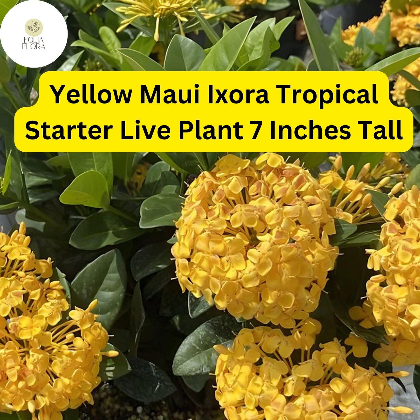 Ixora coccinea 'Yellow Maui' - 2 Live Tropical Starter Plants 7" Tall - Vibrant Yellow Flowering Shrub
