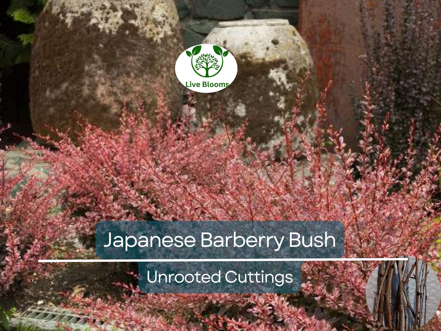 6 Japanese Barberry Bush Cuttings, Berberis Thunbergii Edible Berries, Organic Unrooted 6-9" - Easy to Grow, Hardy, Fruitful Shrub