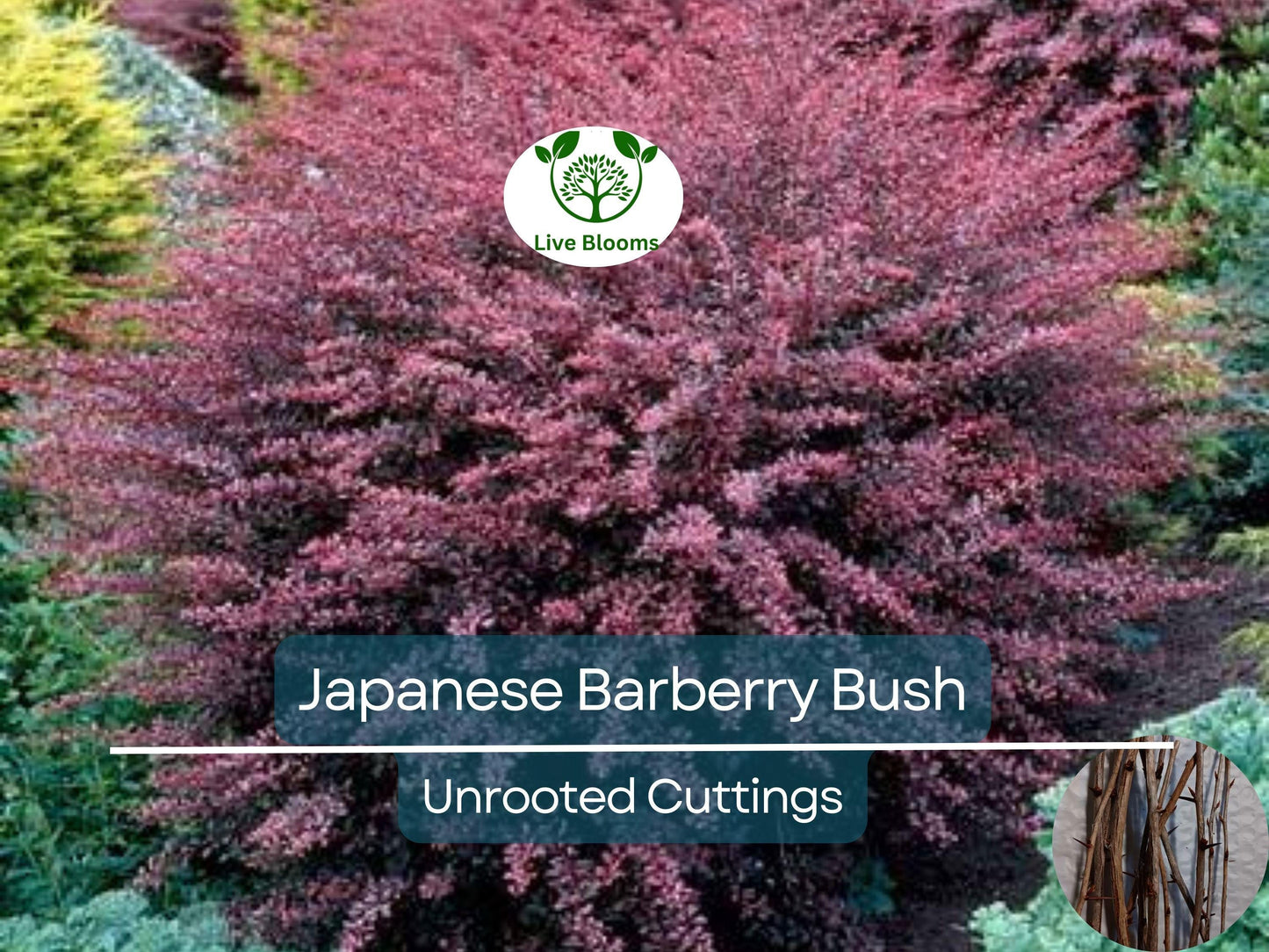 6 Japanese Barberry Bush Cuttings, Berberis Thunbergii Edible Berries, Organic Unrooted 6-9" - Easy to Grow, Hardy, Fruitful Shrub