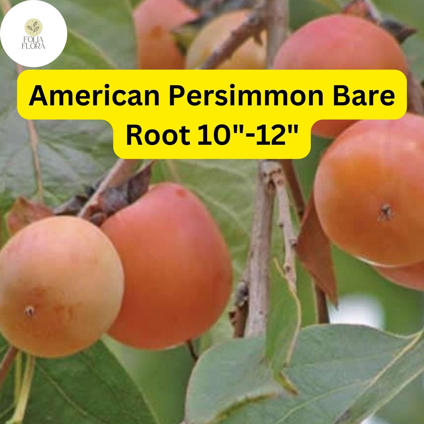 American Persimmon Tree (Diospyros virginiana) - Pack of 2 Live Bare Root Plants 10"-12"