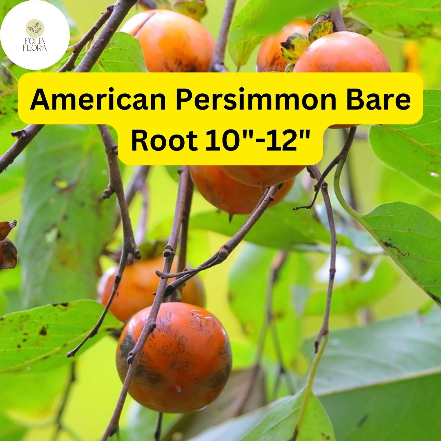 American Persimmon Tree (Diospyros virginiana) - Pack of 2 Live Bare Root Plants 10"-12"