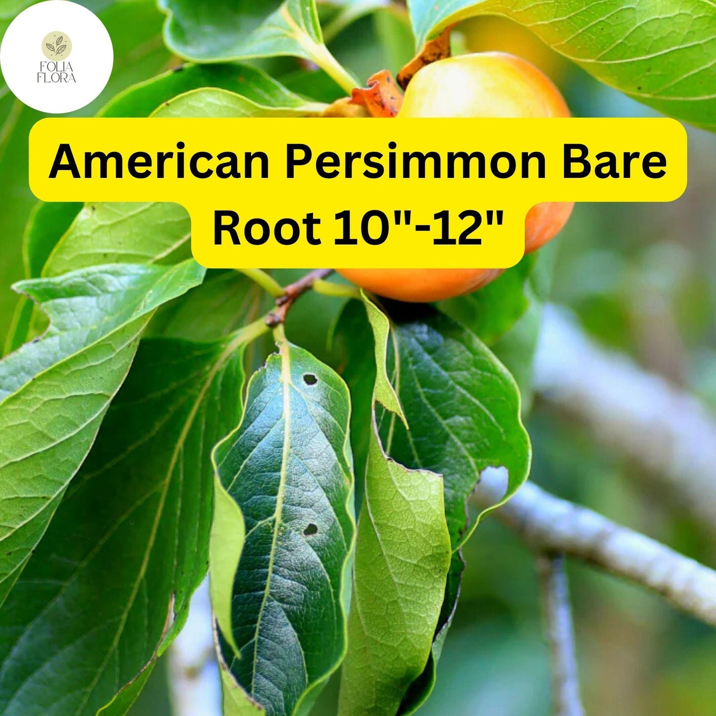 American Persimmon Tree (Diospyros virginiana) - Pack of 2 Live Bare Root Plants 10"-12"