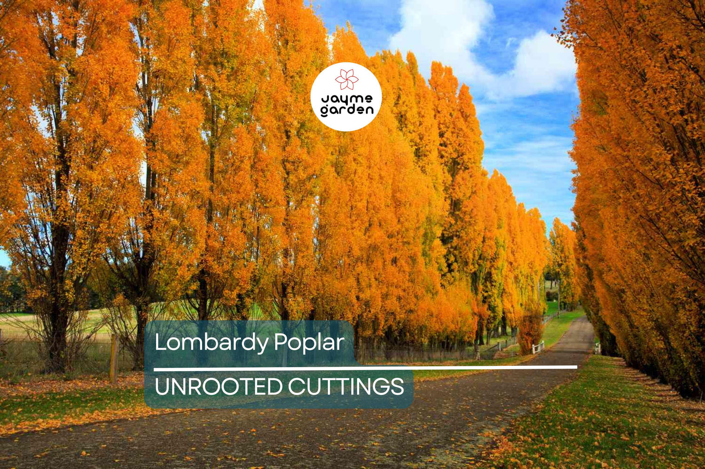 2 Lombardy Poplar Trees Live Cuttings - Rare, Fast-Growing Privacy Trees