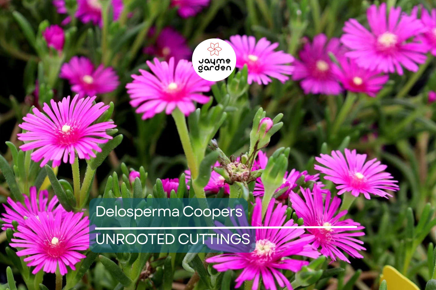 Magenta Delosperma Cooperi Hardy Ice Plant – 5 Unrooted Cuttings, Drought-Tolerant Ground Cover