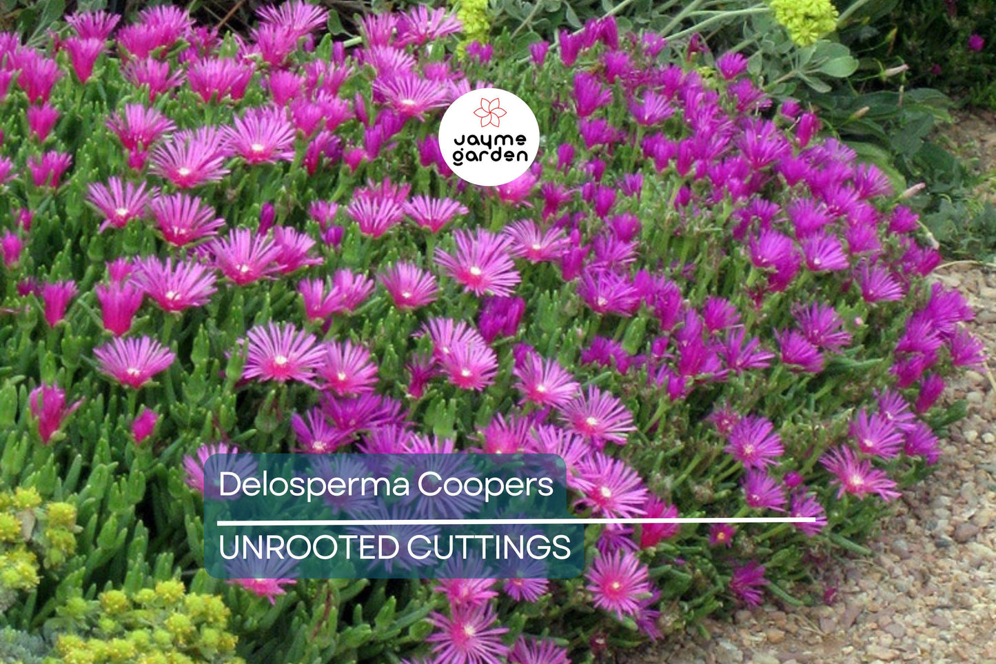 Magenta Delosperma Cooperi Hardy Ice Plant – 5 Unrooted Cuttings, Drought-Tolerant Ground Cover
