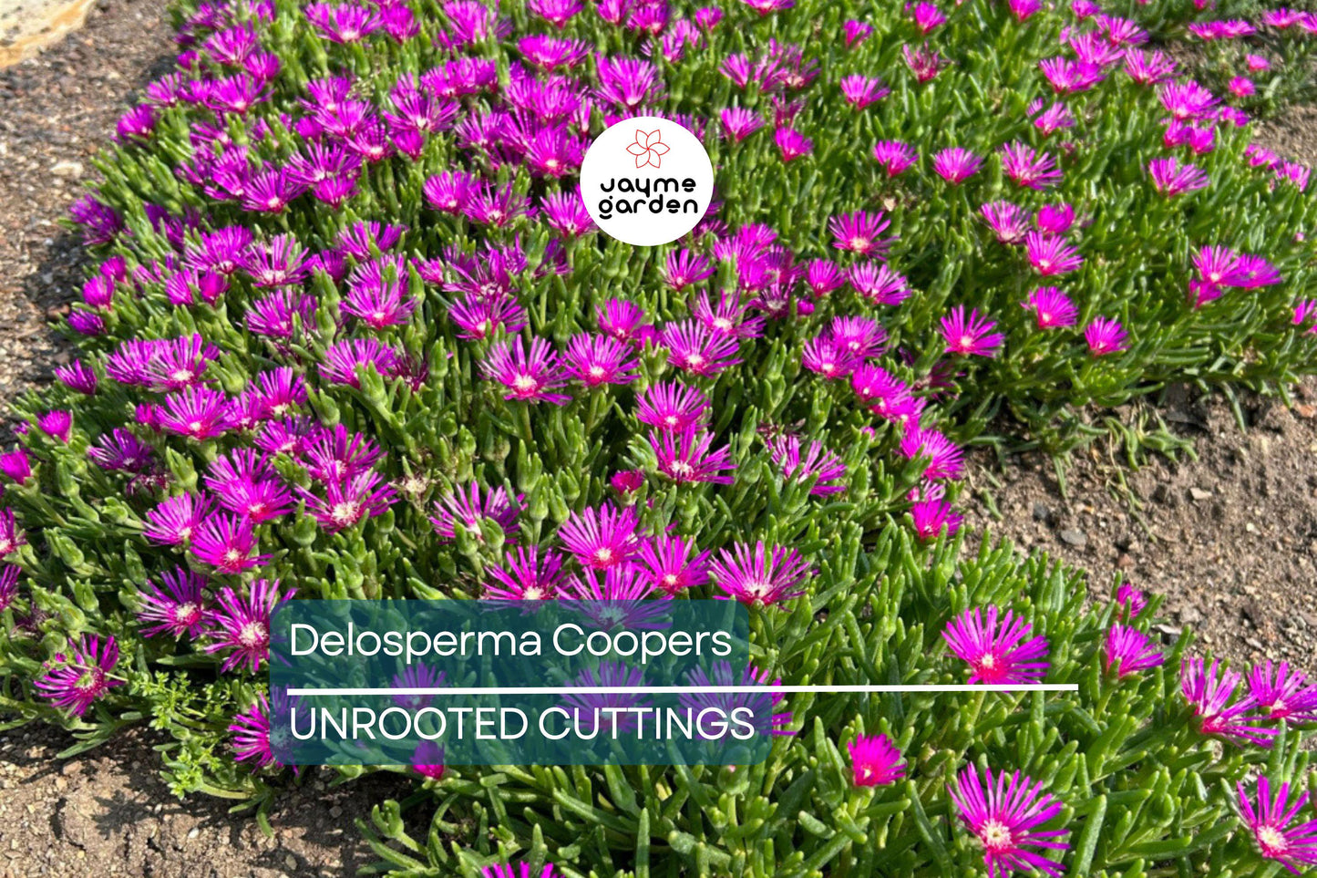 Magenta Delosperma Cooperi Hardy Ice Plant – 5 Unrooted Cuttings, Drought-Tolerant Ground Cover