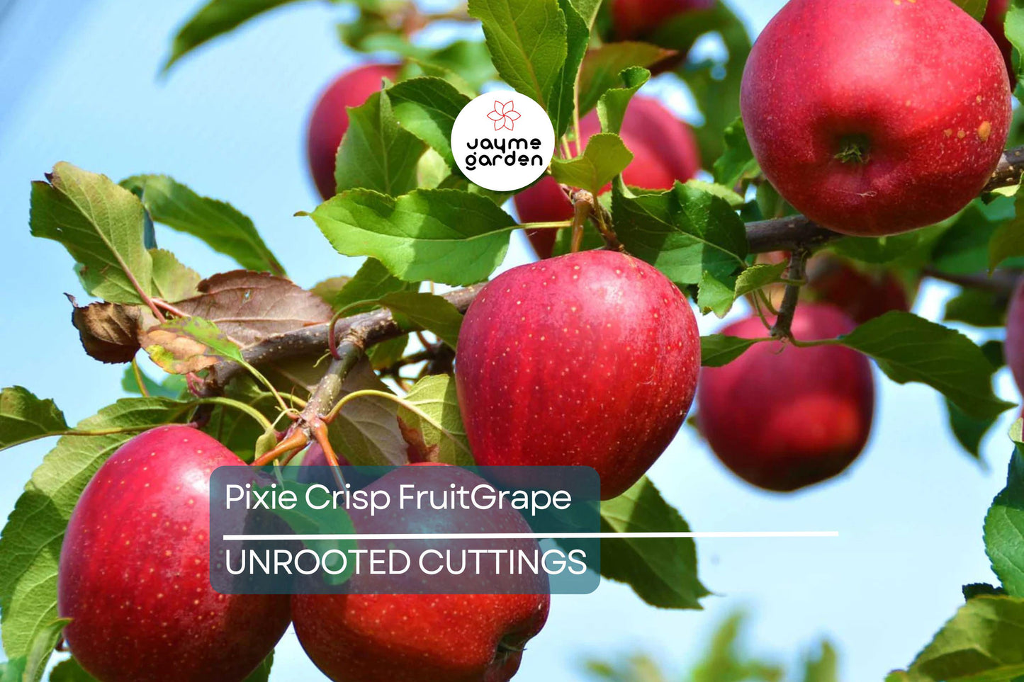 6 Pixie Crisp Apple Tree Scion Cuttings (6-10") for Grafting/Rooting - Fresh Premium Wood from High-Yield Trees