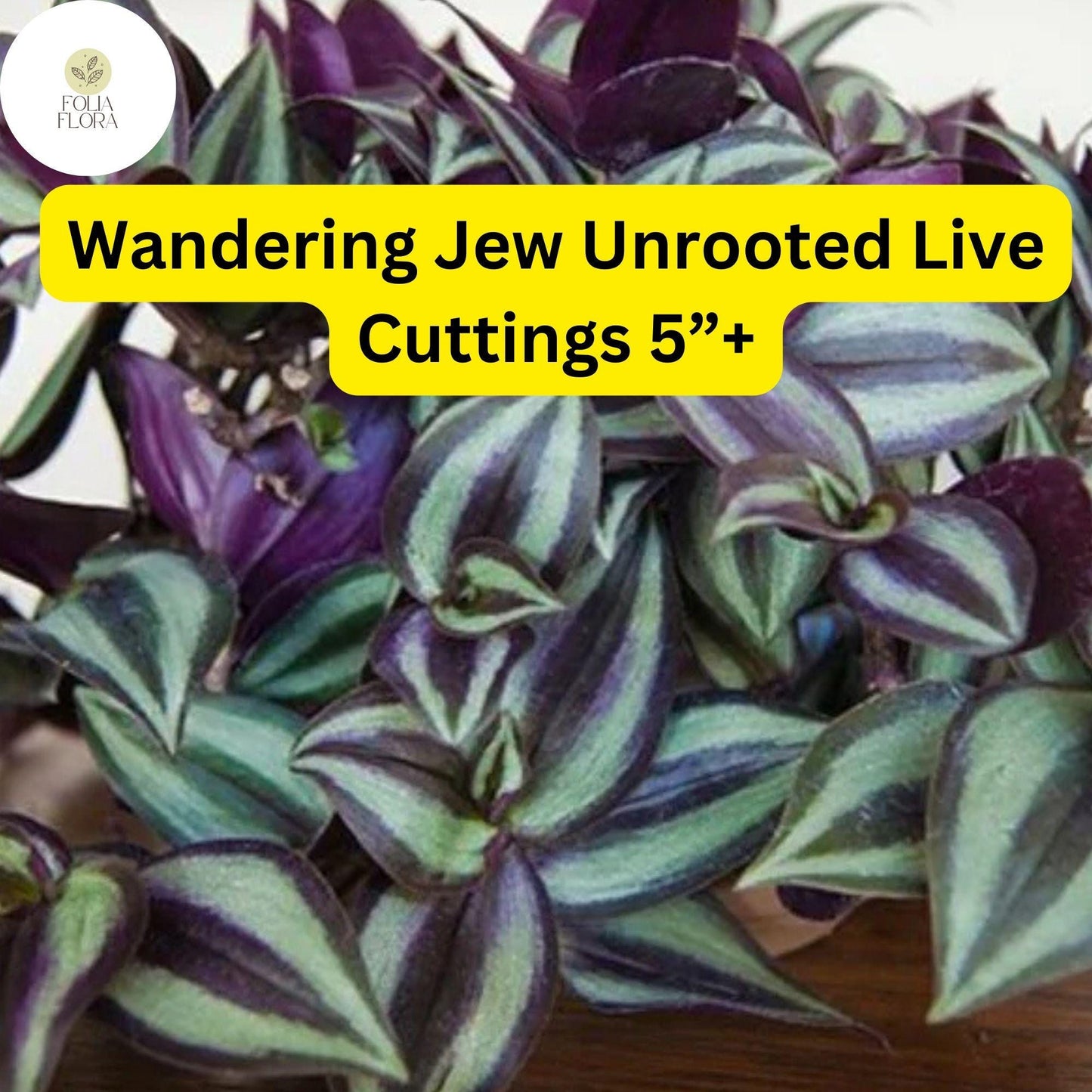 Wandering Jew (Tradescantia zebrina) – 5 Unrooted Live Cuttings – 5”+ Houseplant Easy to Grow