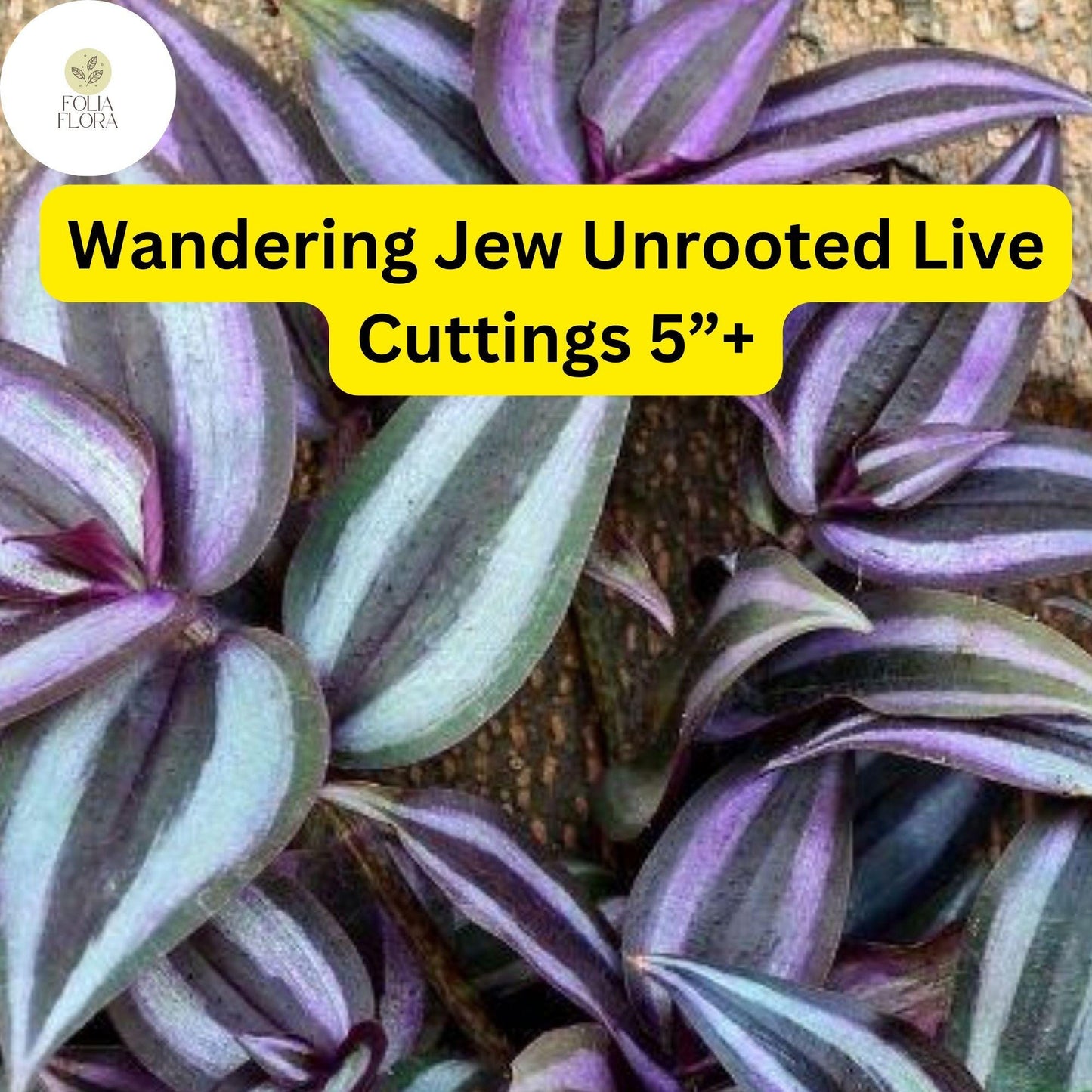 Wandering Jew (Tradescantia zebrina) – 5 Unrooted Live Cuttings – 5”+ Houseplant Easy to Grow