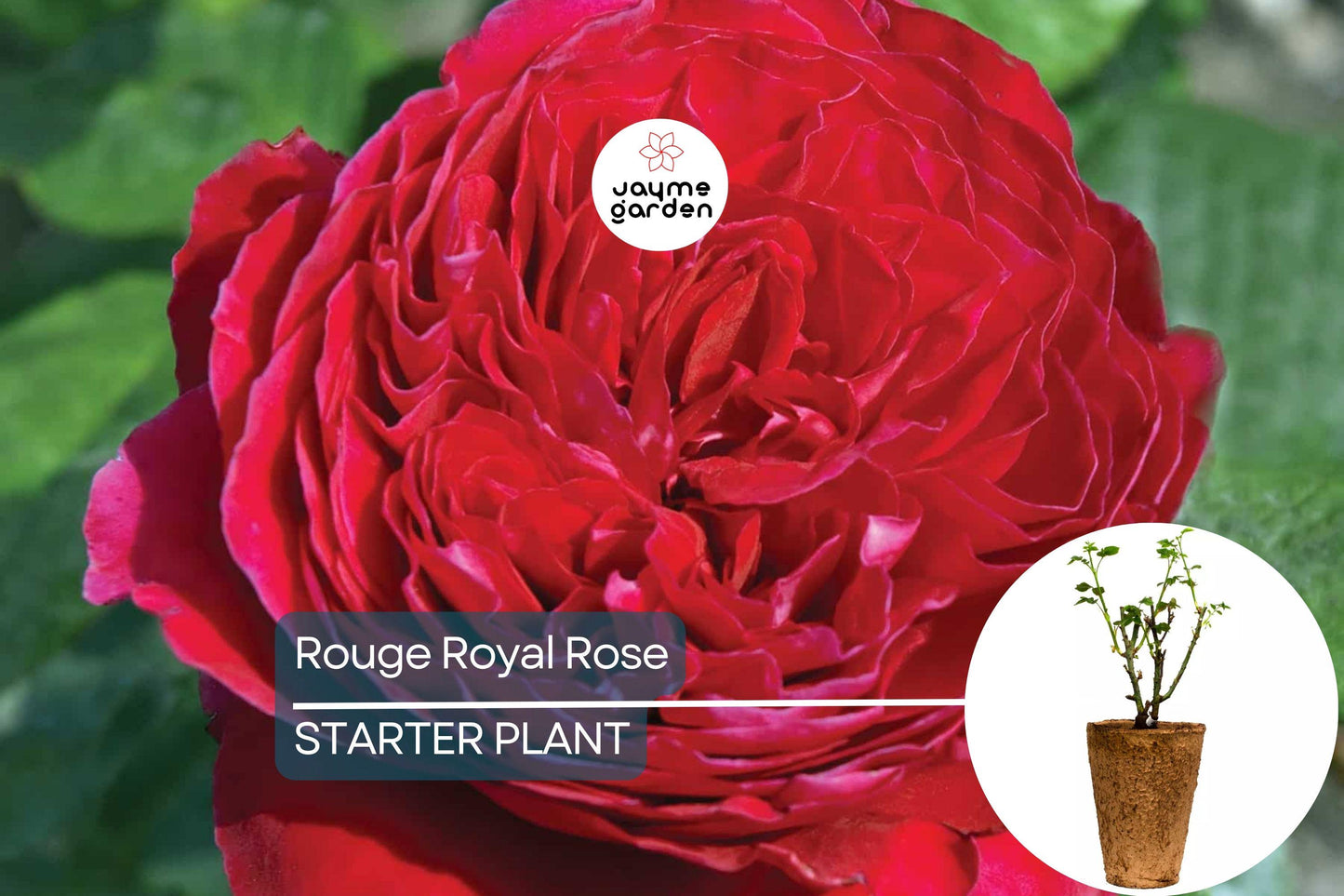 Rouge Royal Rose Plant β 1.5 Gal Potted | Highly Fragrant Red Blooms | Heavy Reblooming Floribunda | Zones 6-10 | Pesticide-Free