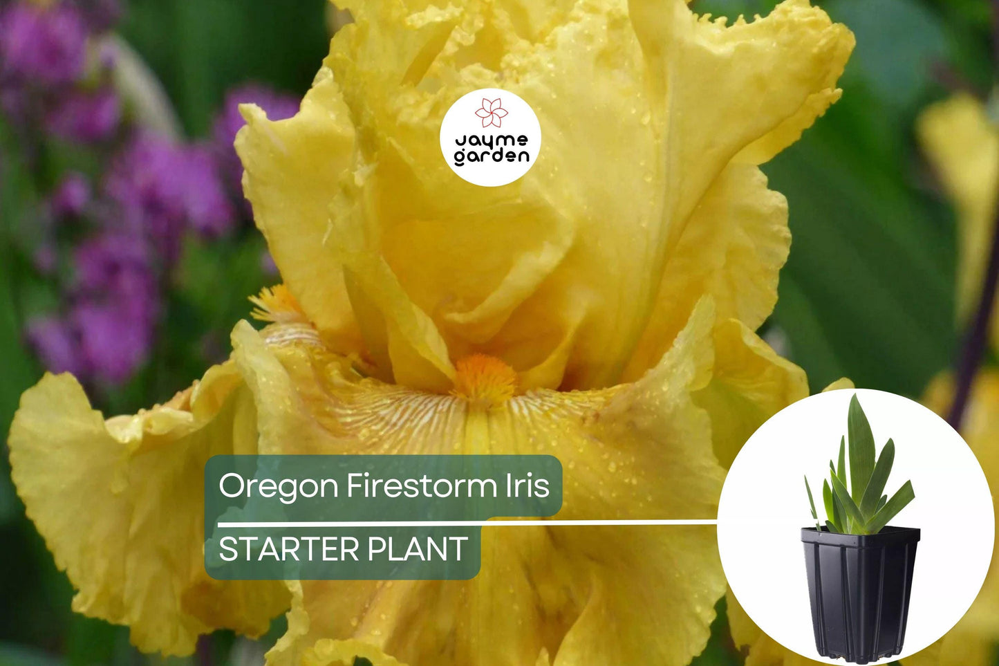 Oregon Firestorm Iris β Quart Pot | Yellow Reblooming Perennial | Deer-Resistant | Drought-Tolerant | Zones 3-10
