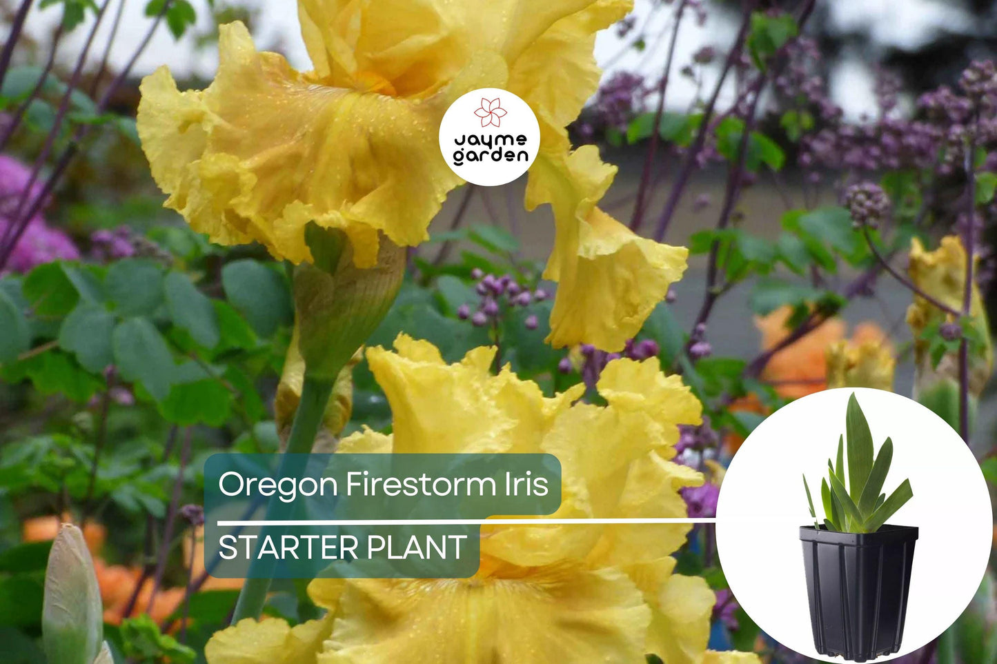Oregon Firestorm Iris β Quart Pot | Yellow Reblooming Perennial | Deer-Resistant | Drought-Tolerant | Zones 3-10