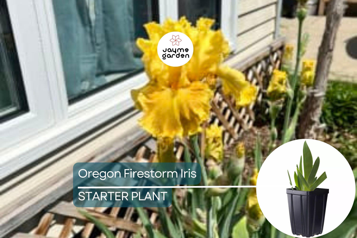 Oregon Firestorm Iris β Quart Pot | Yellow Reblooming Perennial | Deer-Resistant | Drought-Tolerant | Zones 3-10