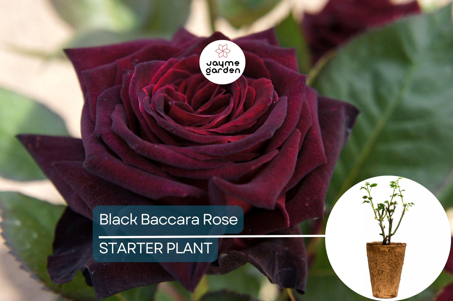 Black Baccara Rose – 1.5 Gal Potted | Deep Burgundy-Black Hybrid Tea | Long-Lasting Cut Flowers | Zones 6-10