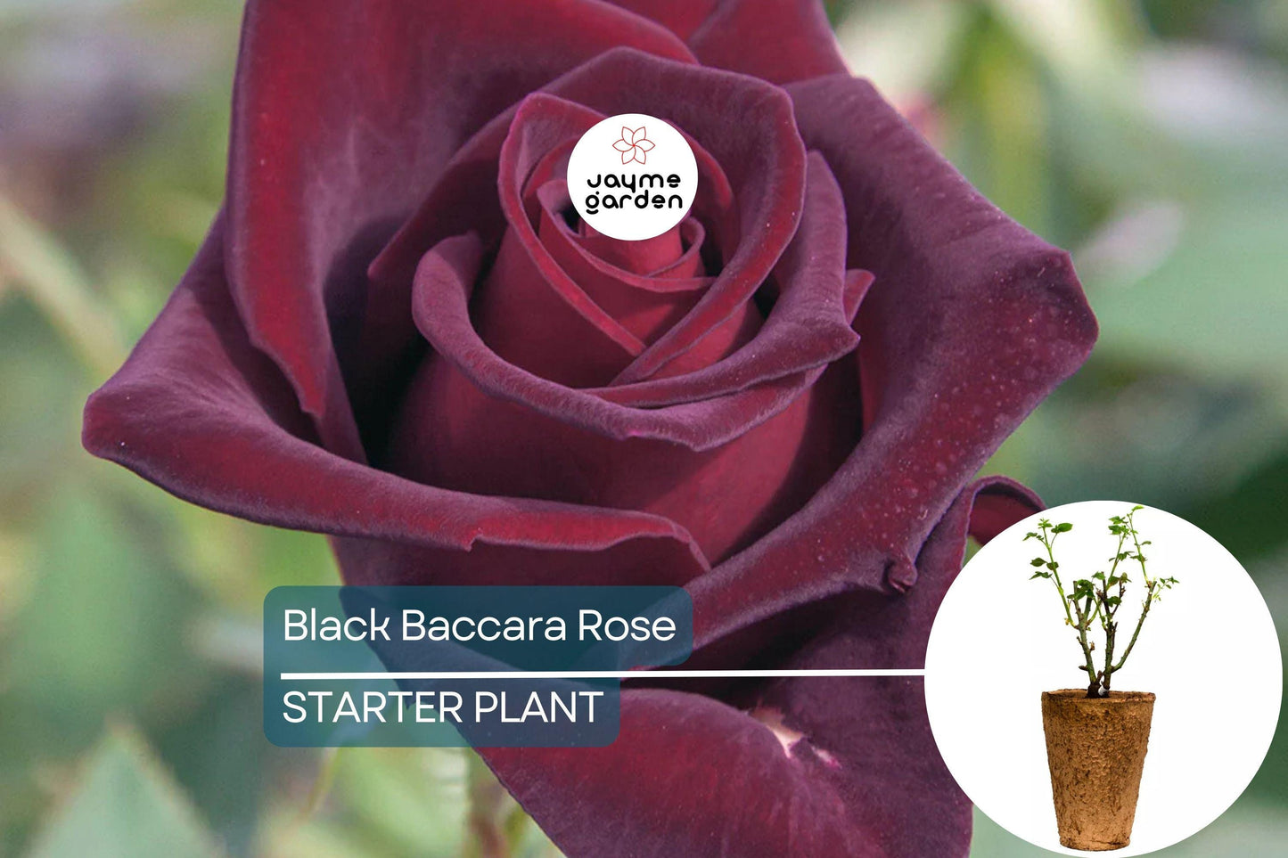 Black Baccara Rose – 1.5 Gal Potted | Deep Burgundy-Black Hybrid Tea | Long-Lasting Cut Flowers | Zones 6-10