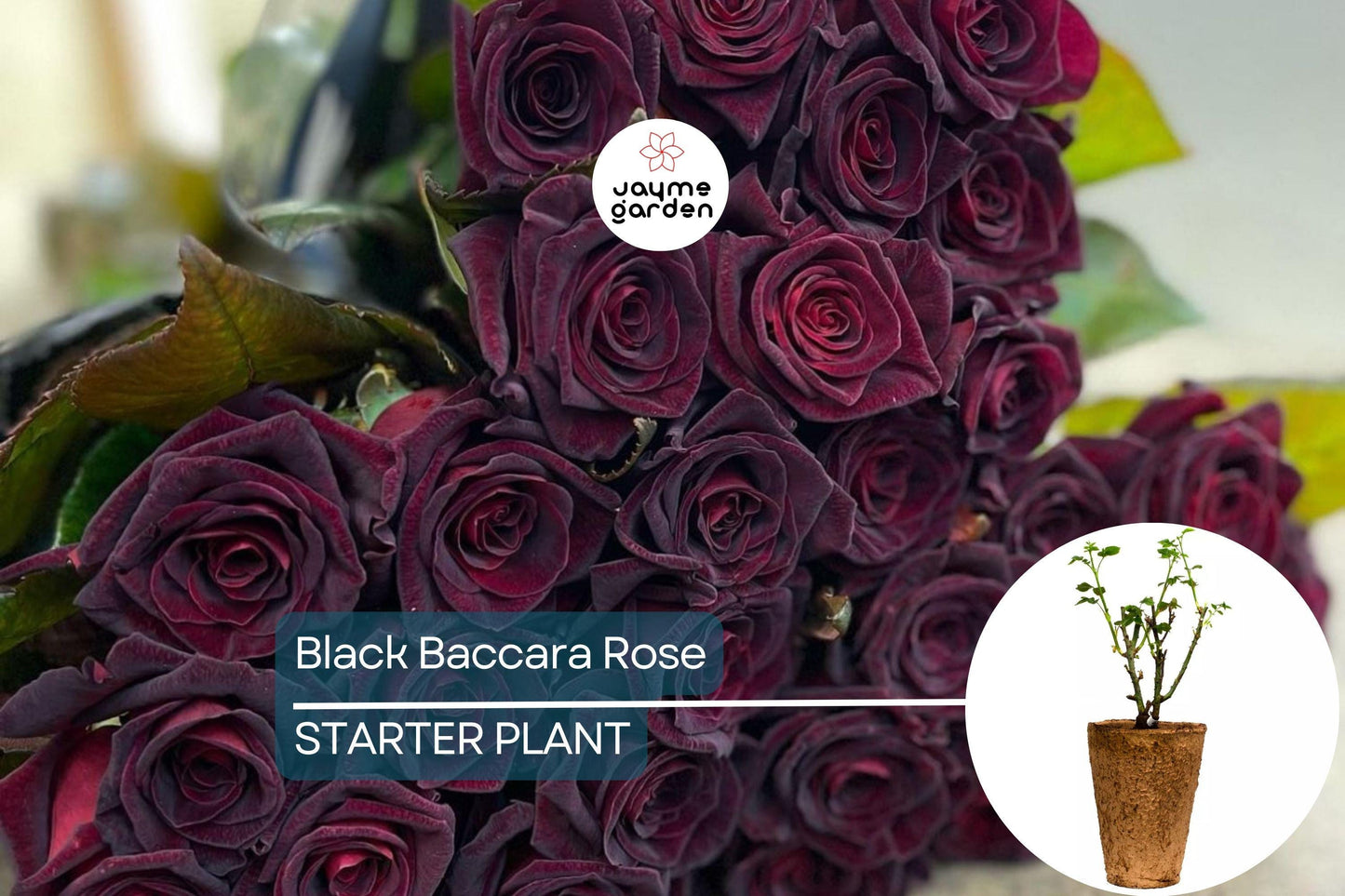 Black Baccara Rose – 1.5 Gal Potted | Deep Burgundy-Black Hybrid Tea | Long-Lasting Cut Flowers | Zones 6-10