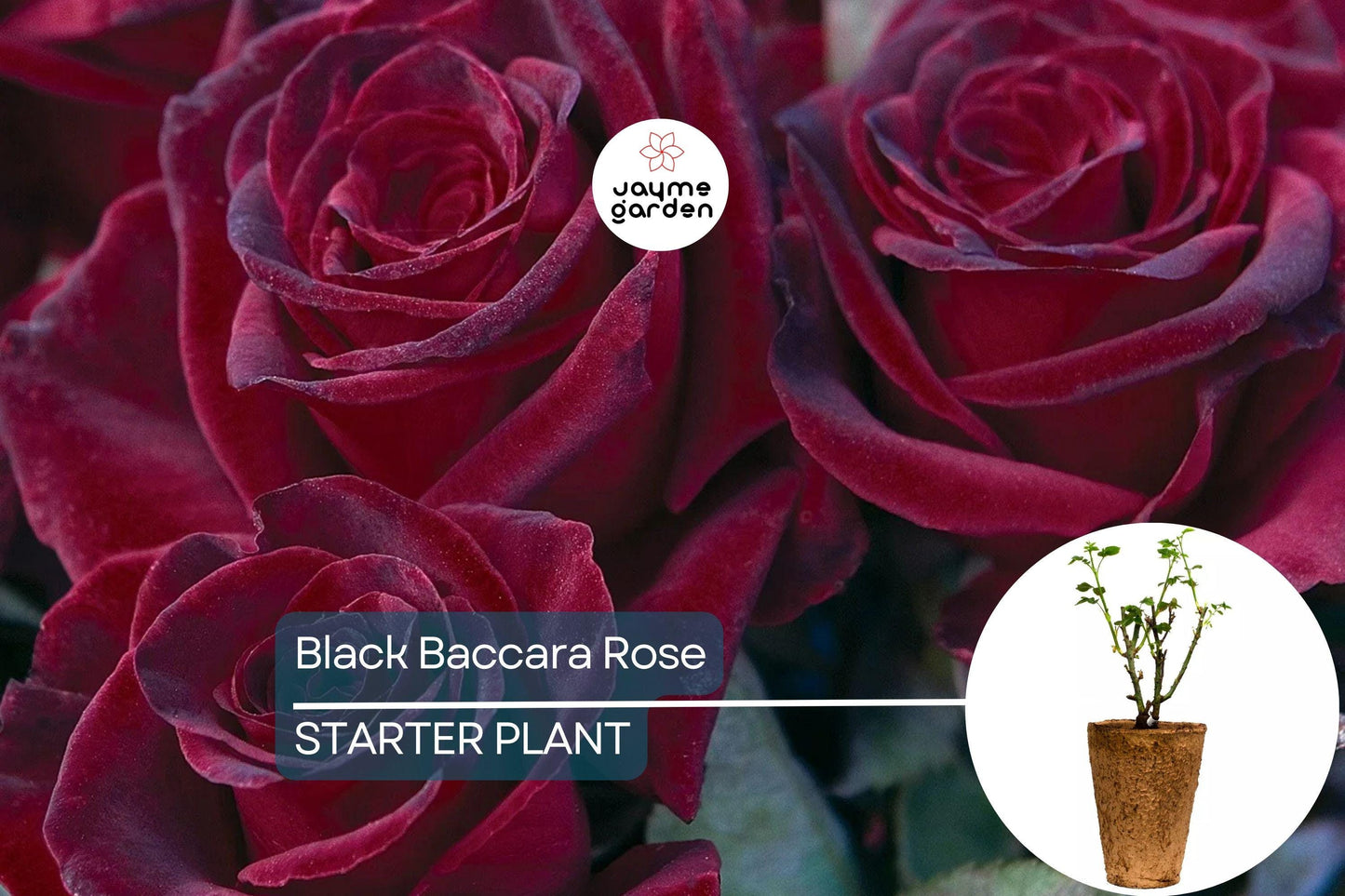 Black Baccara Rose – 1.5 Gal Potted | Deep Burgundy-Black Hybrid Tea | Long-Lasting Cut Flowers | Zones 6-10