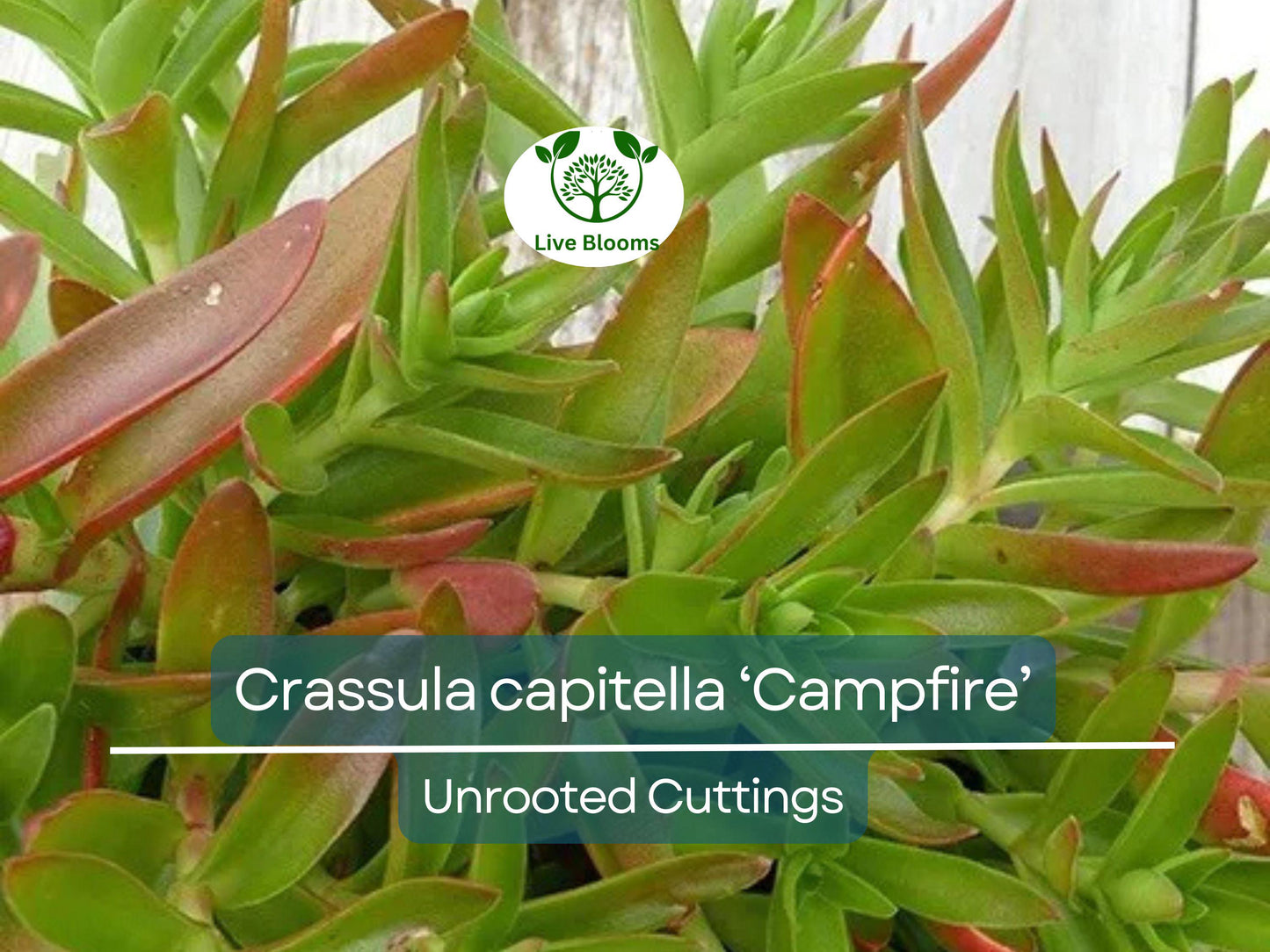 3 Crassula capitella Campfire Succulent Cuttings - Unrooted, Red and Green, Jade Plant, Succulent Cactus, Home Decor, Gardening Gift