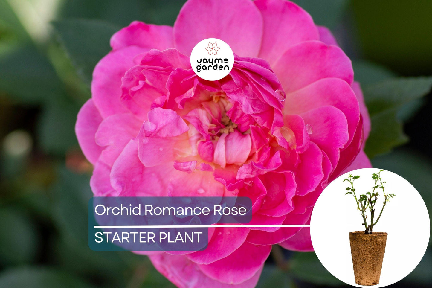 Orchid Romance Rose – 1.5 Gal Pot | Fragrant Pink-Lavender Floribunda | Reblooming, Disease-Resistant | Zones 5-10