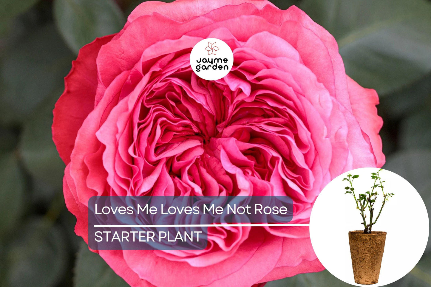 Loves Me Loves Me Not Rose โ 5' Tall | Fragrant Deep Pink Hybrid Tea | 1.5 Gal Pot | 200+ Petals | Reblooming, Own-Root | Zones 5-10