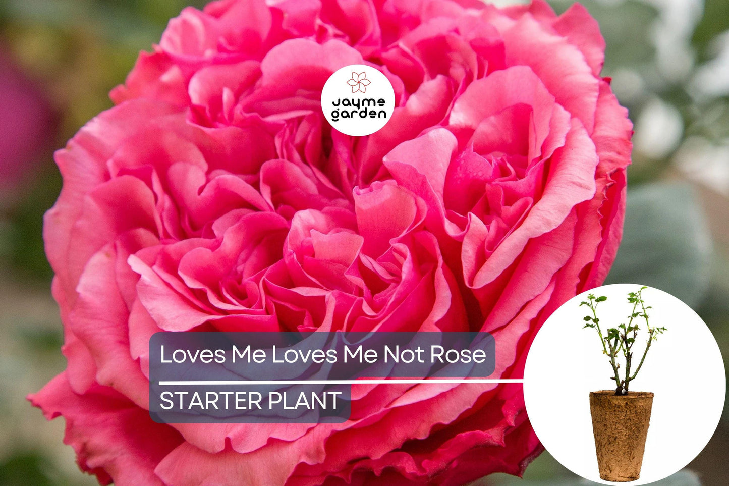 Loves Me Loves Me Not Rose โ 5' Tall | Fragrant Deep Pink Hybrid Tea | 1.5 Gal Pot | 200+ Petals | Reblooming, Own-Root | Zones 5-10