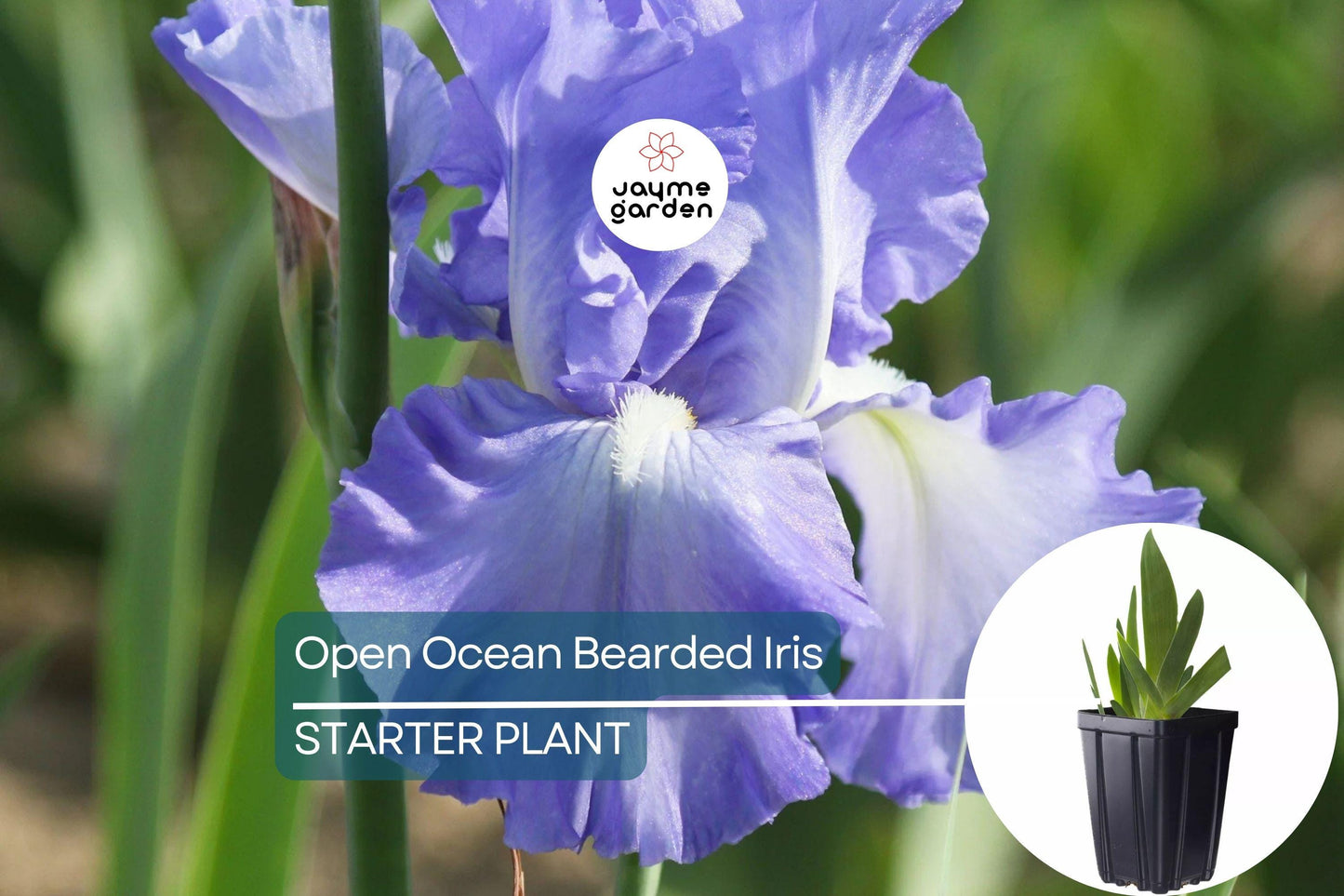 Open Ocean Bearded Iris β Quart Pot | Reblooming Lilac Blue Perennial | 38" Tall, Deer Resistant, Hardy Zones 3-10 | Strong Cut Flower