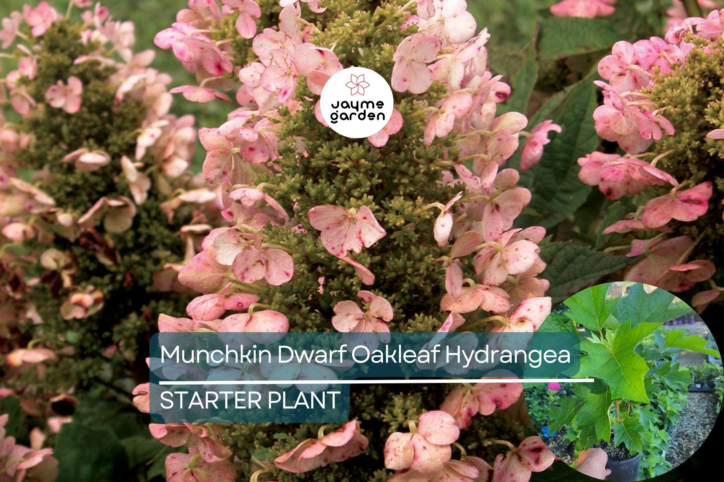 Munchkin Dwarf Oakleaf Hydrangea Live Starter Plant 6-12 Inch Tall | Compact Shrub | White to Pink Blooms | USDA Zones 5-9
