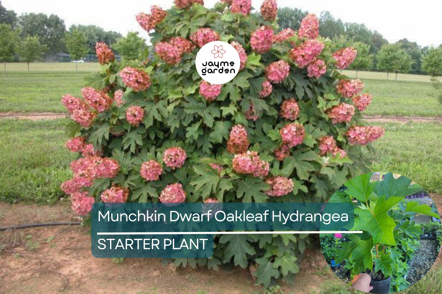 Munchkin Dwarf Oakleaf Hydrangea Live Starter Plant 6-12 Inch Tall | Compact Shrub | White to Pink Blooms | USDA Zones 5-9