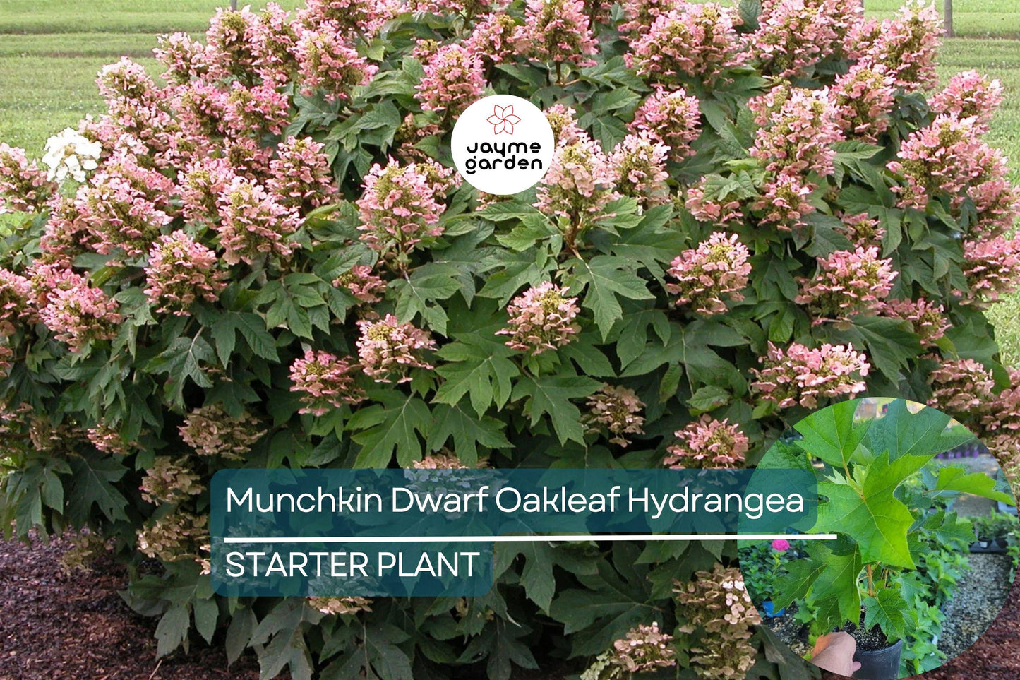 Munchkin Dwarf Oakleaf Hydrangea Live Starter Plant 6-12 Inch Tall | Compact Shrub | White to Pink Blooms | USDA Zones 5-9