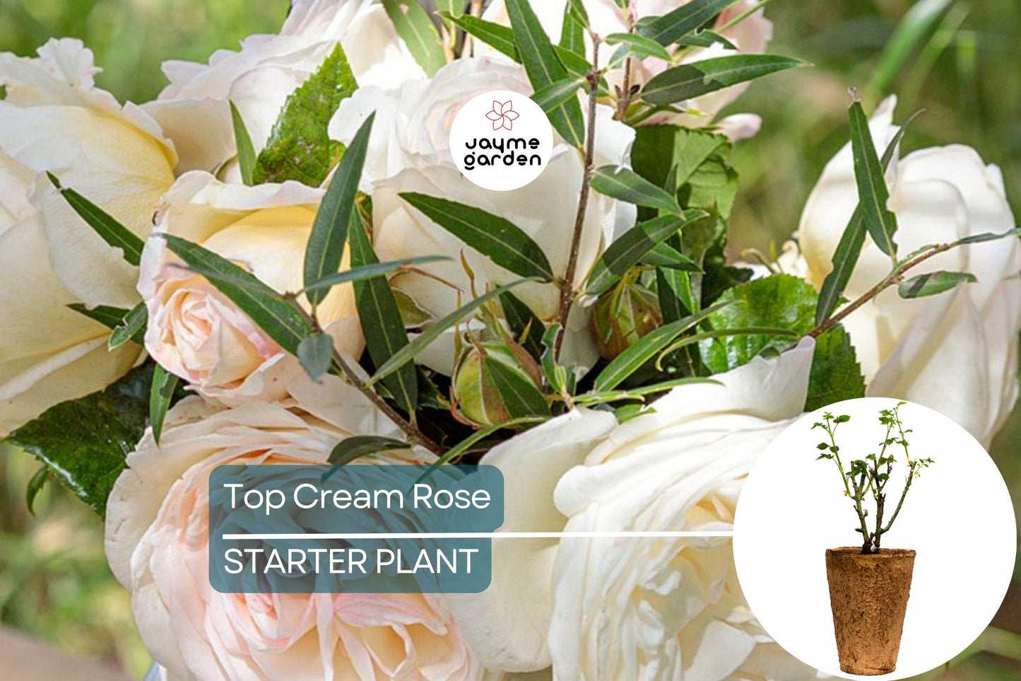 Top Cream™ Rose – 1.5 Gal Pot | Very Fragrant Creamy White Blooms | 100+ Petals | Own Root Hybrid Tea | Hardy Zones 5-10