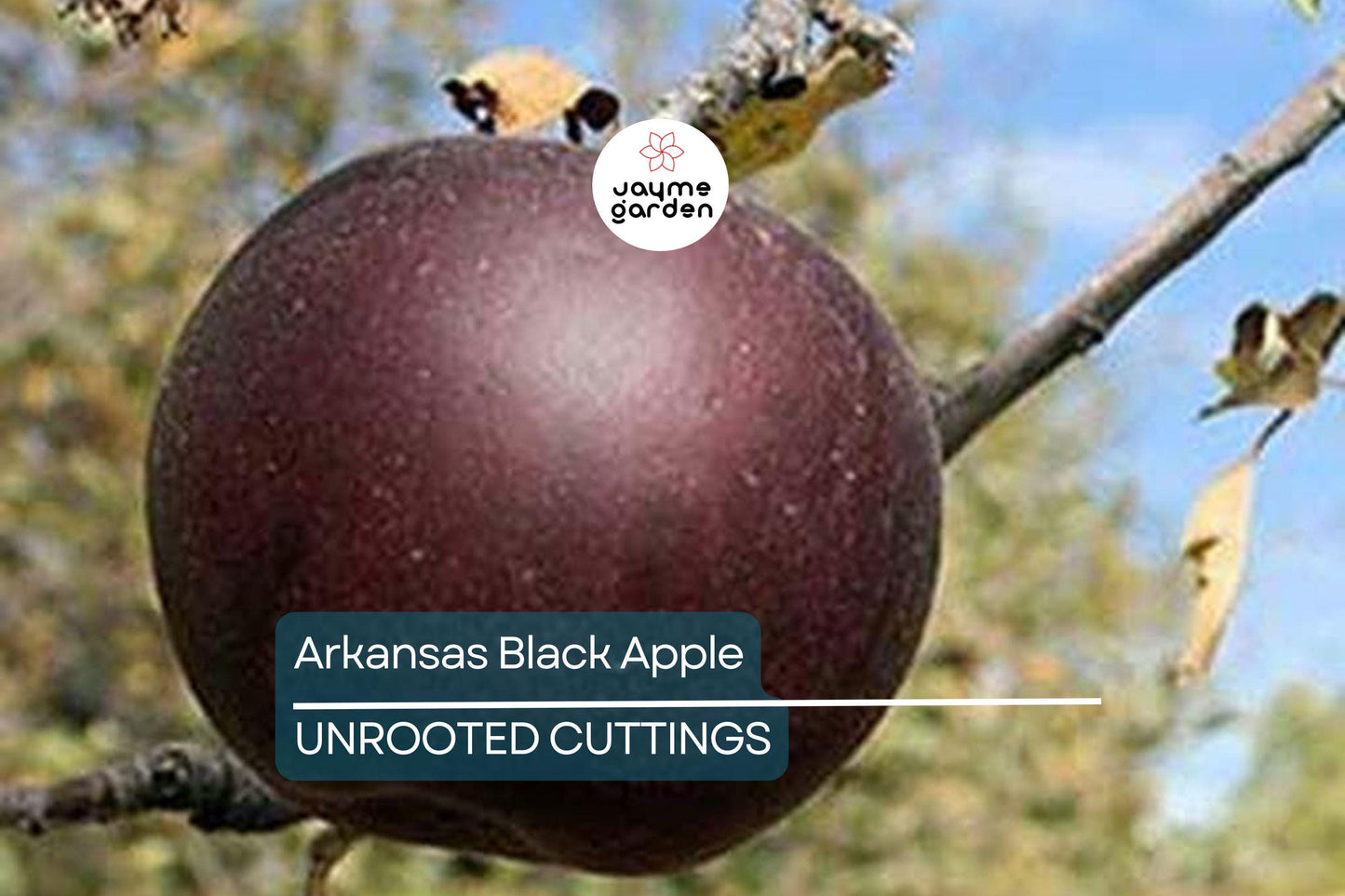 Live Arkansas Black Apple Tree – 2-3ft Tall, Cold Hardy, Rare Dark Fruit – Plant Now!
