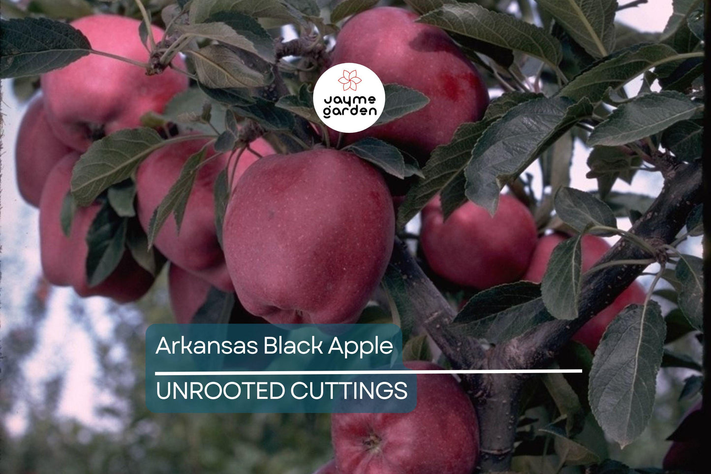 Live Arkansas Black Apple Tree – 2-3ft Tall, Cold Hardy, Rare Dark Fruit – Plant Now!