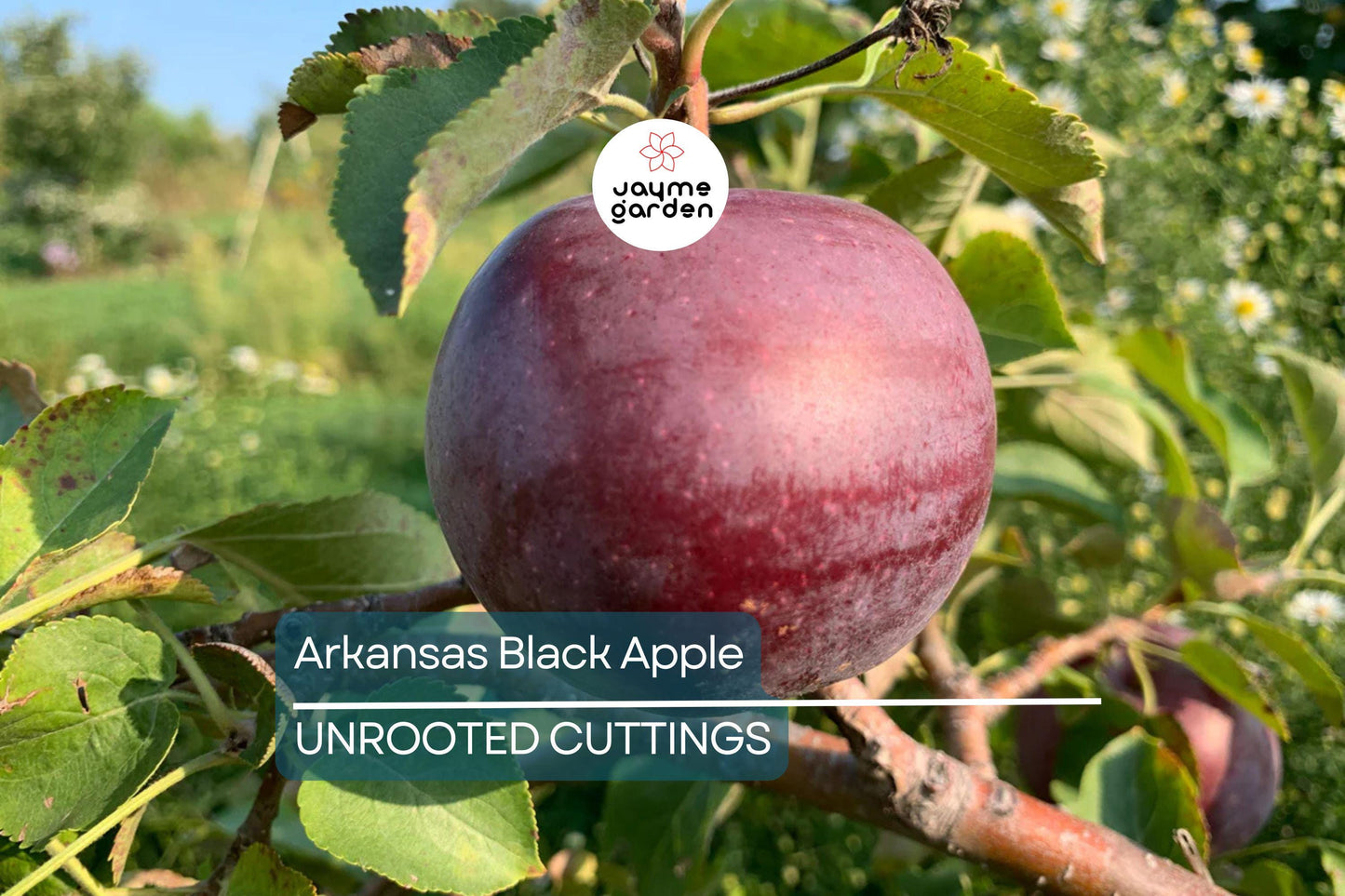 Live Arkansas Black Apple Tree – 2-3ft Tall, Cold Hardy, Rare Dark Fruit – Plant Now!