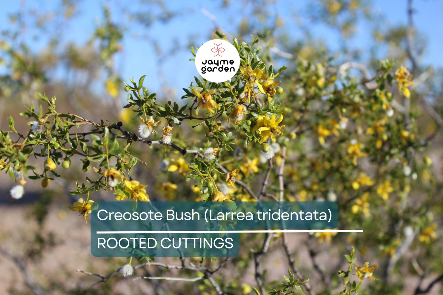 Creosote Bush (Larrea tridentata) – 3 Live Plants, 7-10" Tall, Shipped Bare Root