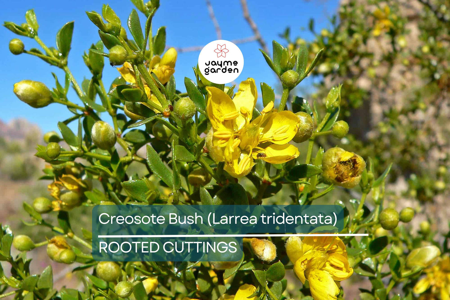 Creosote Bush (Larrea tridentata) – 3 Live Plants, 7-10" Tall, Shipped Bare Root
