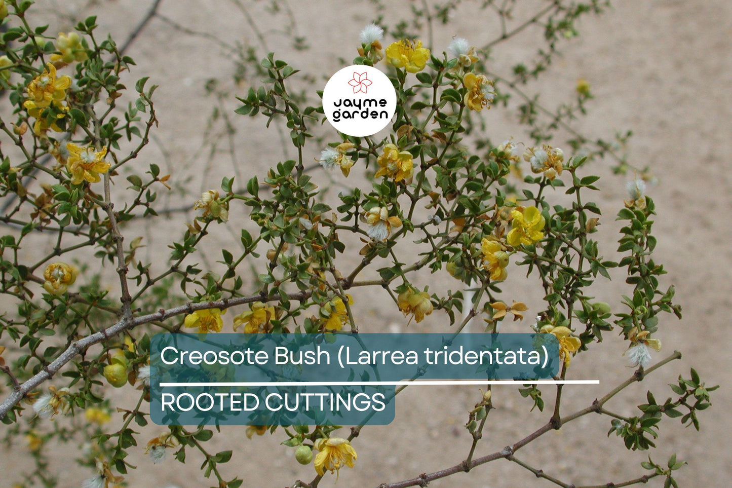 Creosote Bush (Larrea tridentata) – 3 Live Plants, 7-10" Tall, Shipped Bare Root