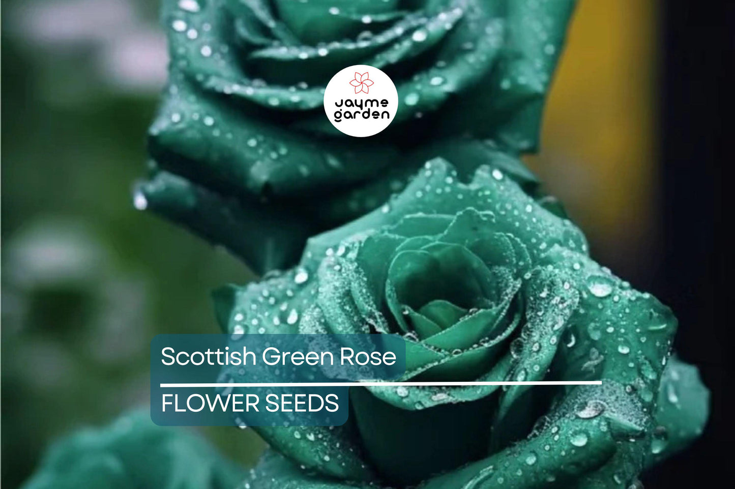 20pcs Scottish Green Rose Seeds - Non-GMO Heirloom Variety - Rare Green Blooms for Garden, High Germination, Planting Instructions