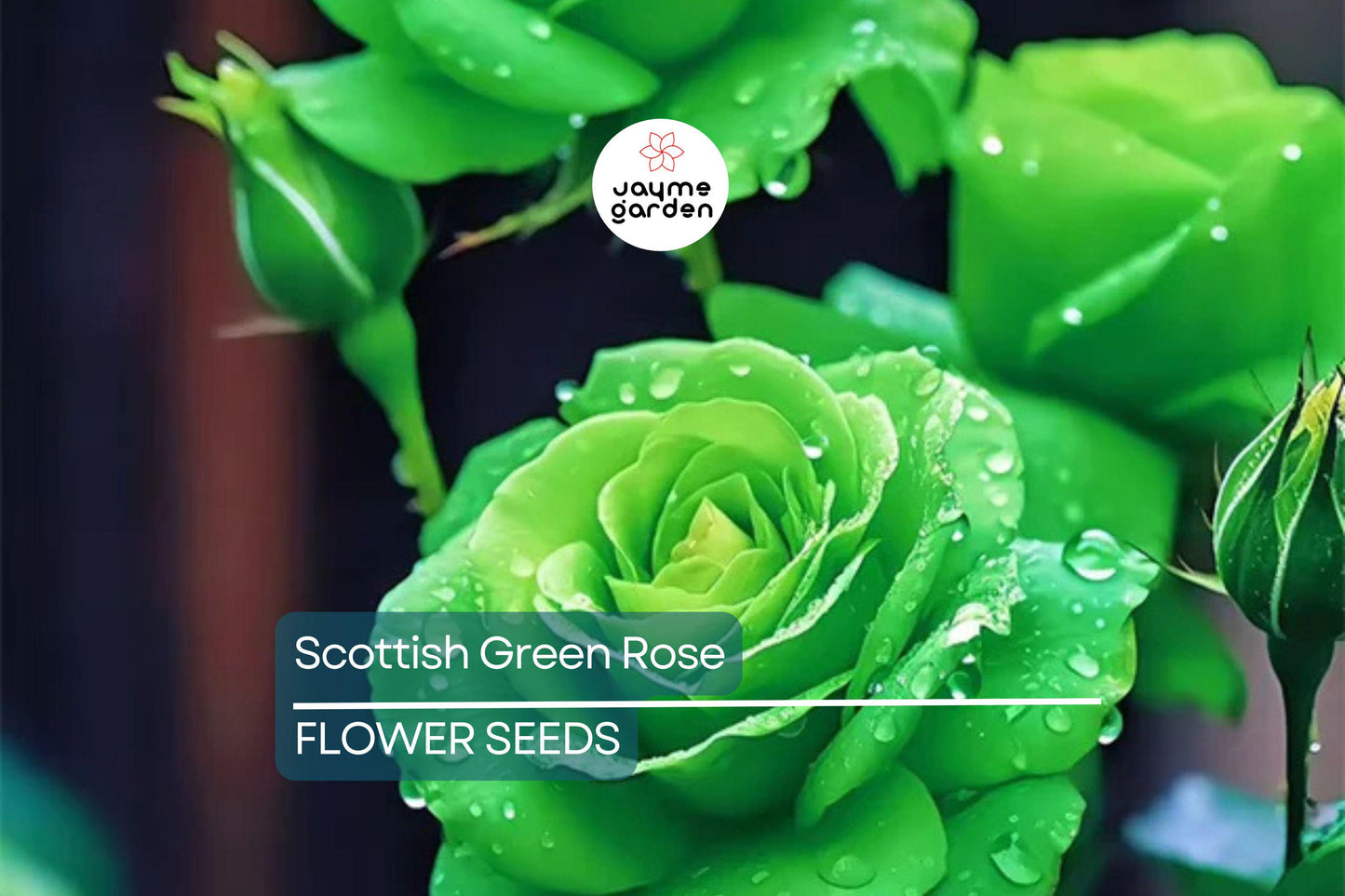 20pcs Scottish Green Rose Seeds - Non-GMO Heirloom Variety - Rare Green Blooms for Garden, High Germination, Planting Instructions