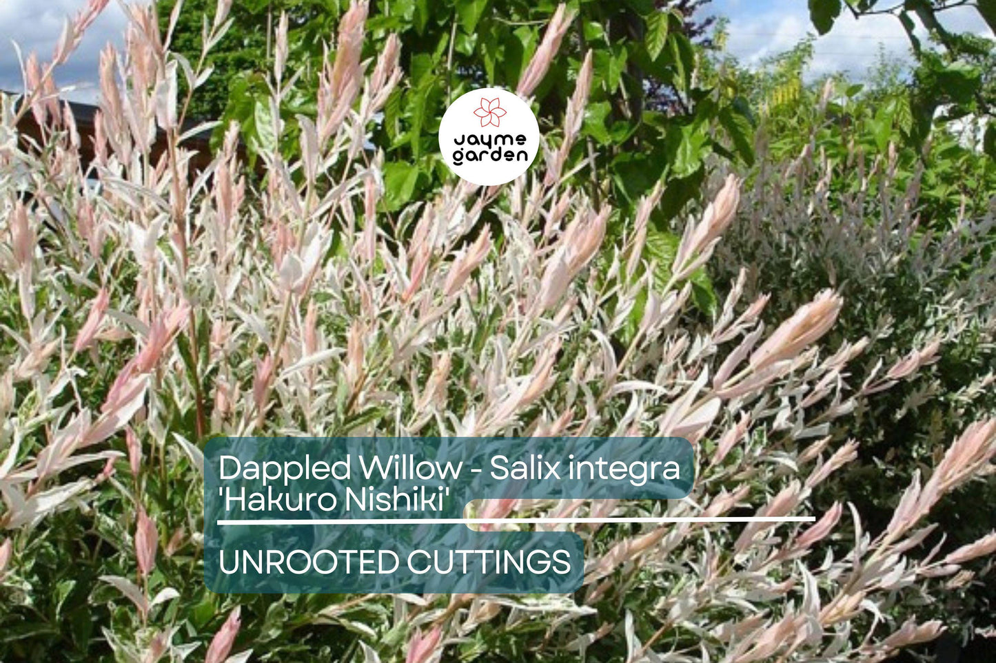 Dappled Willow Cutting - Salix integra 'Hakuro Nishiki', Variegated Foliage, Graceful Twisting Branches, Easy Care Plant