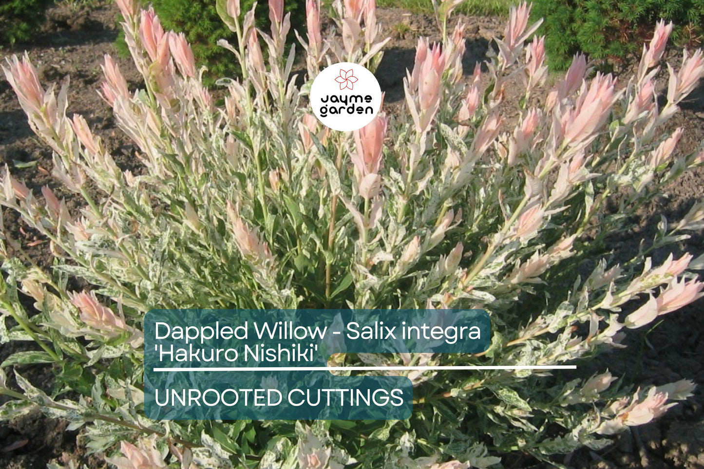 Dappled Willow Cutting - Salix integra 'Hakuro Nishiki', Variegated Foliage, Graceful Twisting Branches, Easy Care Plant
