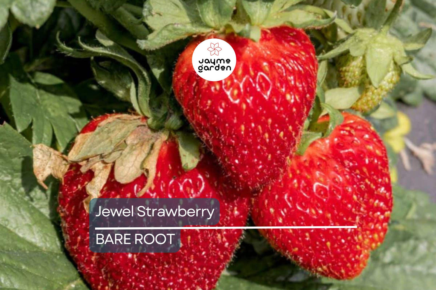 Jewel Strawberry Plants – Bare Root, Delicious Sweet Strawberries