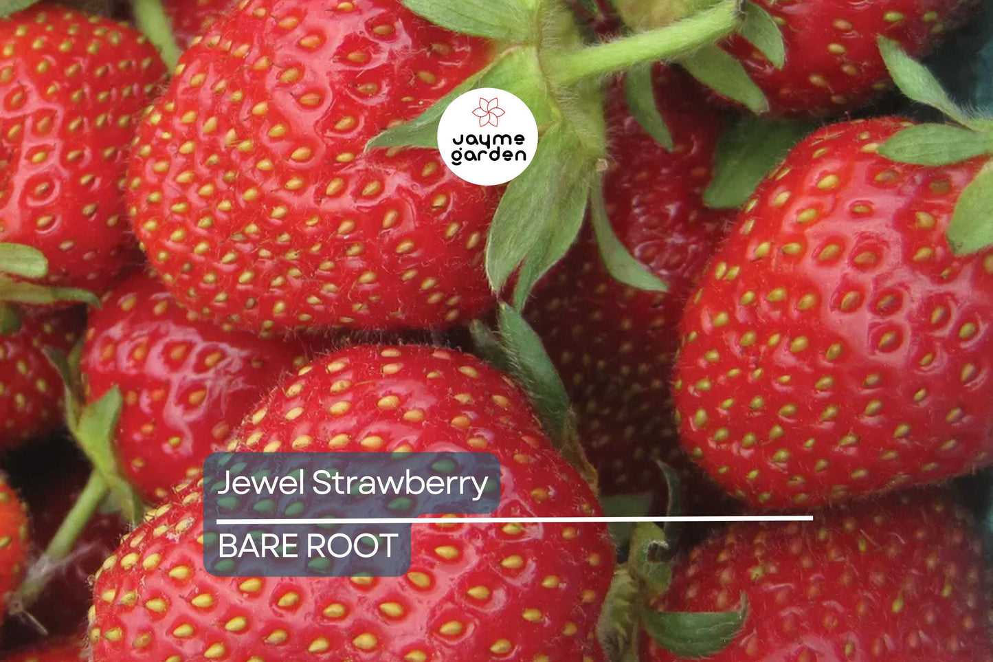 Jewel Strawberry Plants – Bare Root, Delicious Sweet Strawberries