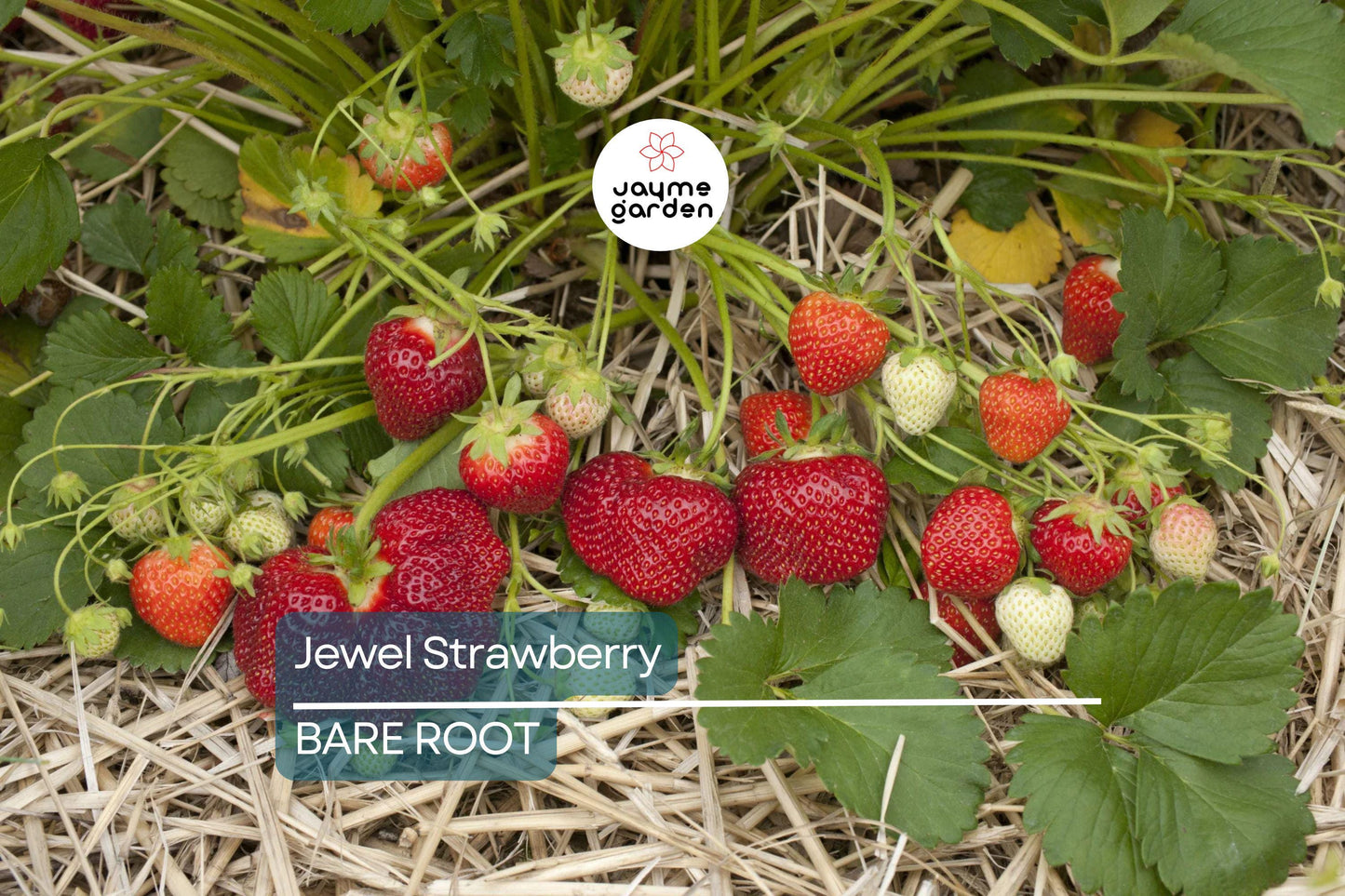 Jewel Strawberry Plants – Bare Root, Delicious Sweet Strawberries