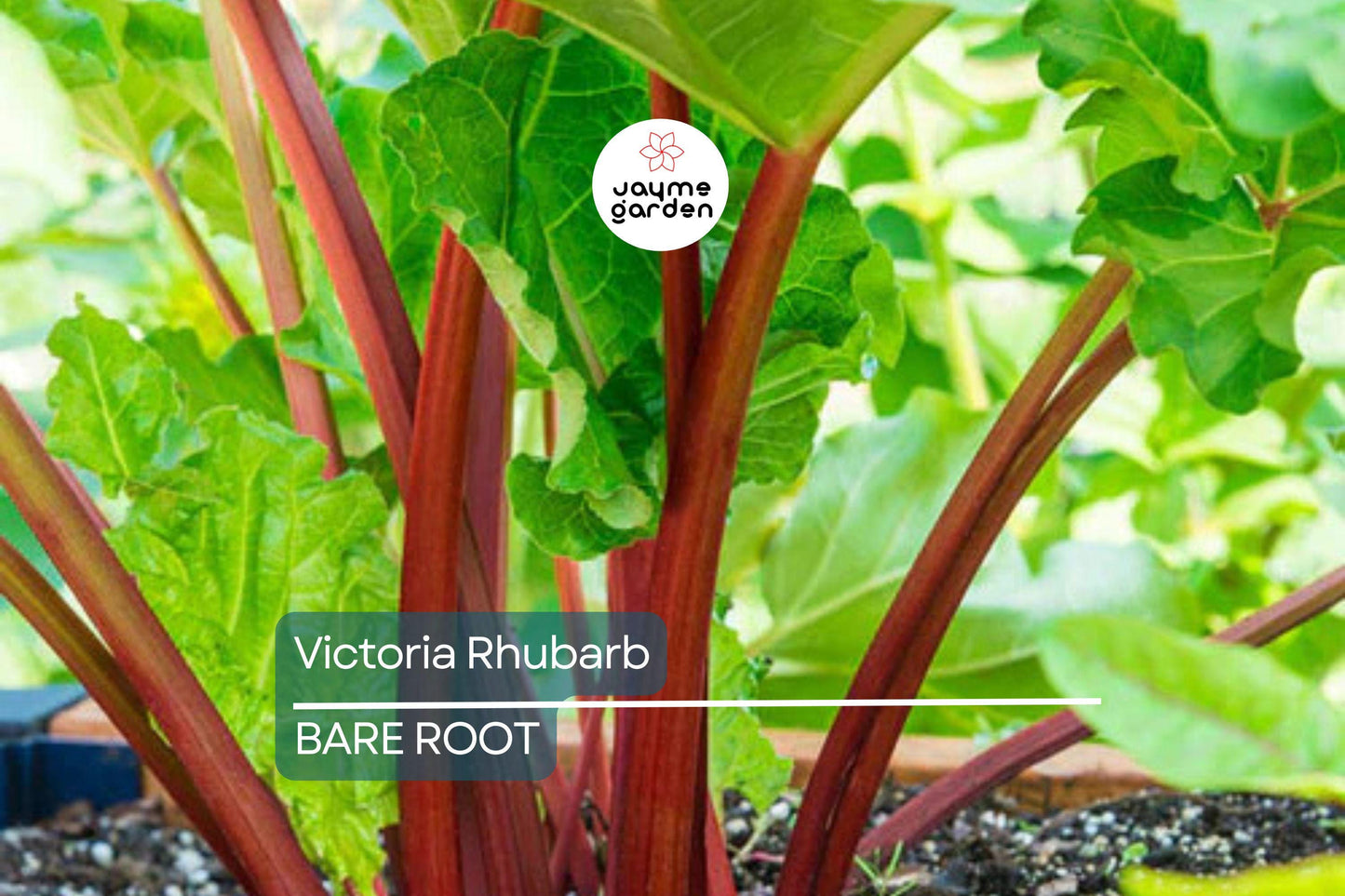Victoria Rhubarb Crowns – Bare Root, Perfect for Pies & Jams